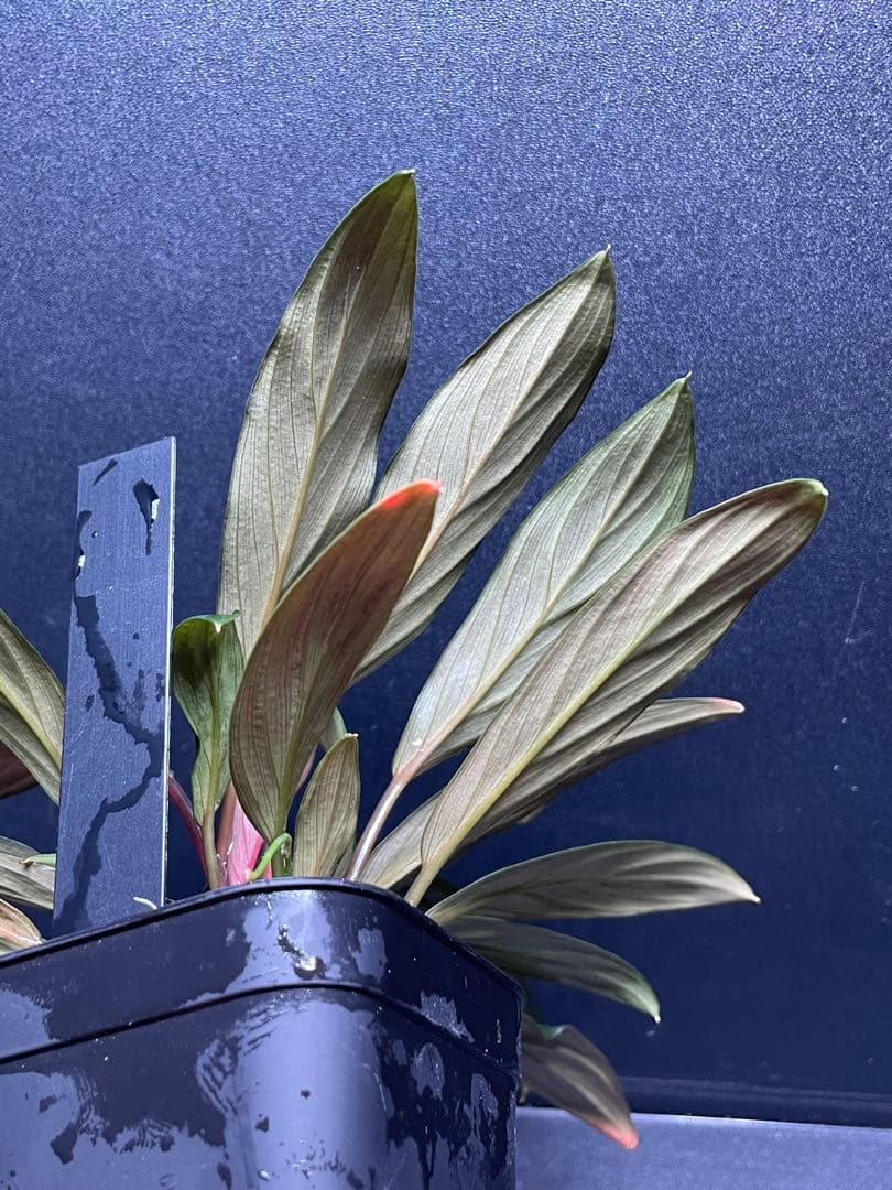 ホマロメナ Homalomena sp. \"濡烏\" 大株　[LA0518-02]