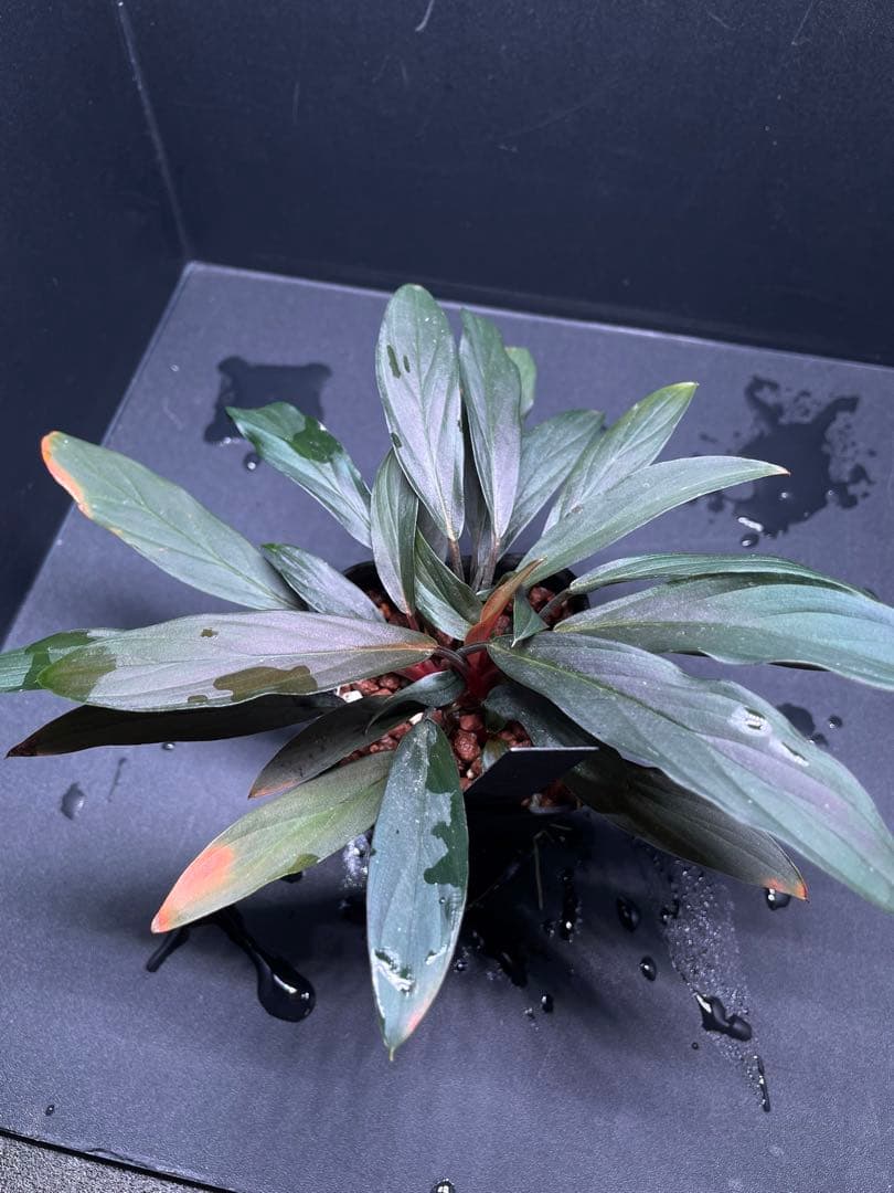 ホマロメナ Homalomena sp. \"濡烏\" 大株　[LA0518-02]