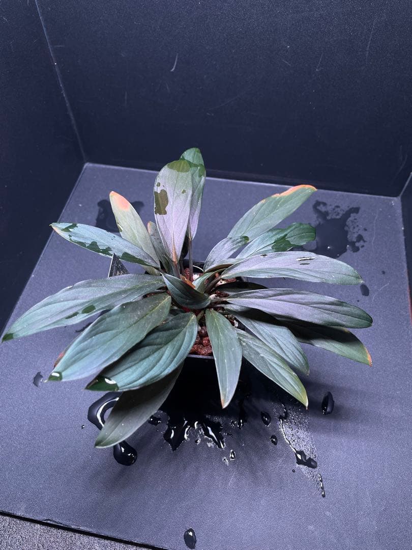 ホマロメナ Homalomena sp. \"濡烏\" 大株　[LA0518-02]