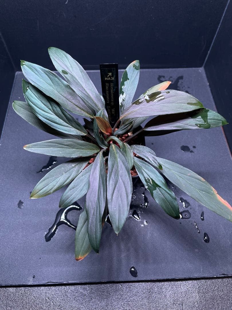 ホマロメナ Homalomena sp. \"濡烏\" 大株　[LA0518-02]