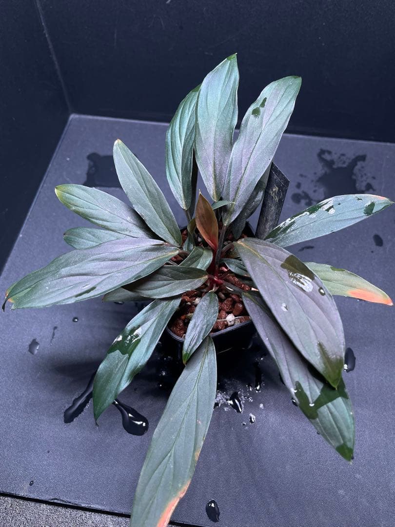 ホマロメナ Homalomena sp. \"濡烏\" 大株　[LA0518-02]