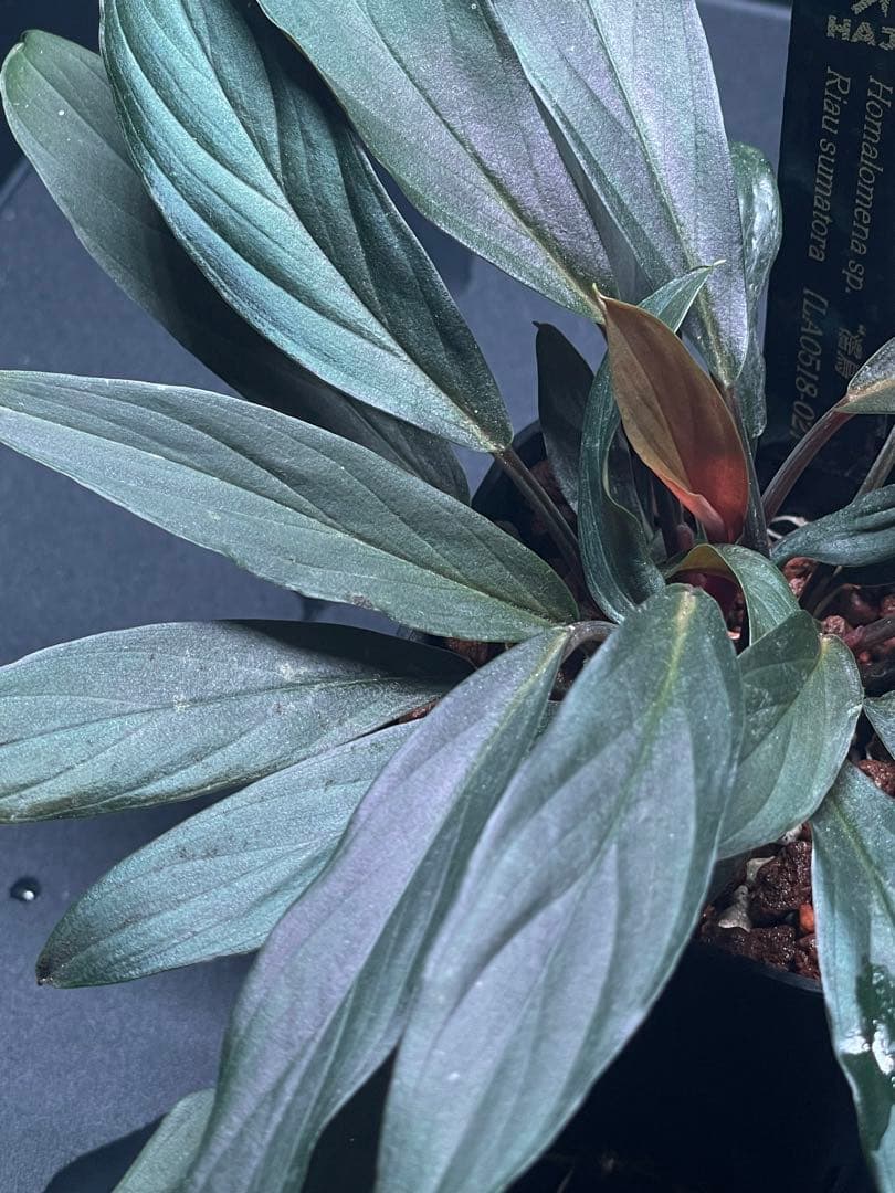 ホマロメナ Homalomena sp. \"濡烏\" 大株　[LA0518-02]