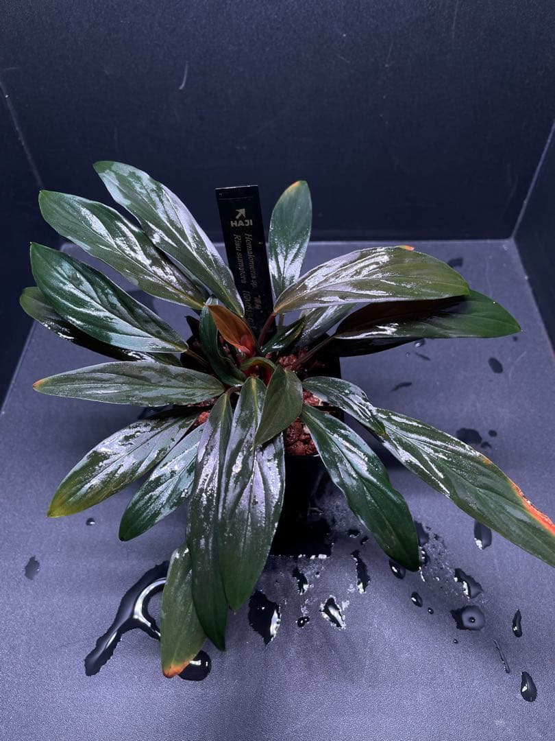 ホマロメナ Homalomena sp. \"濡烏\" 大株　[LA0518-02]