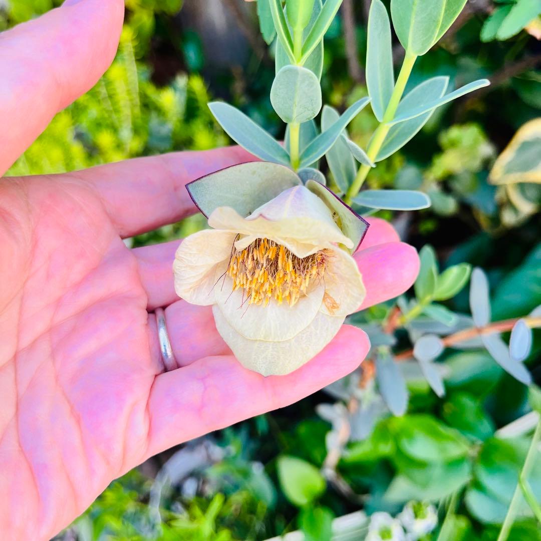 【メルカリ便　1カット】ピメレア　フィソディス「ウエディングベル①さし穂　希少