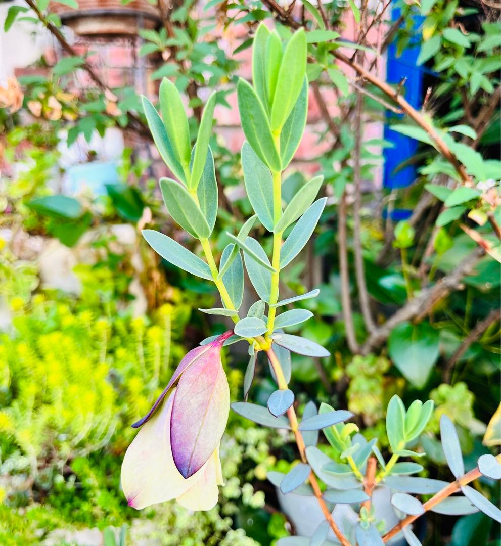 【メルカリ便　1カット】ピメレア　フィソディス「ウエディングベル①さし穂　希少