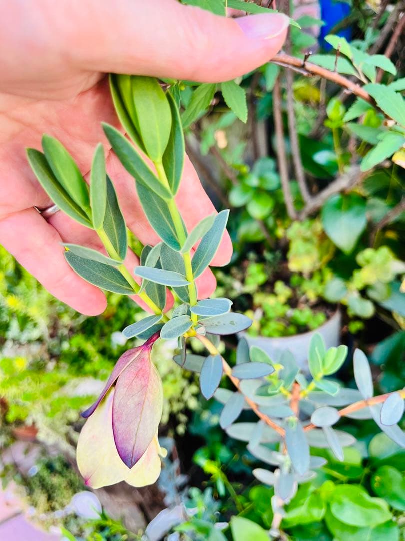 【メルカリ便　1カット】ピメレア　フィソディス「ウエディングベル①さし穂　希少