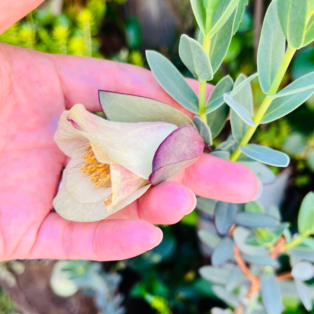 【メルカリ便　1カット】ピメレア　フィソディス「ウエディングベル①さし穂　希少