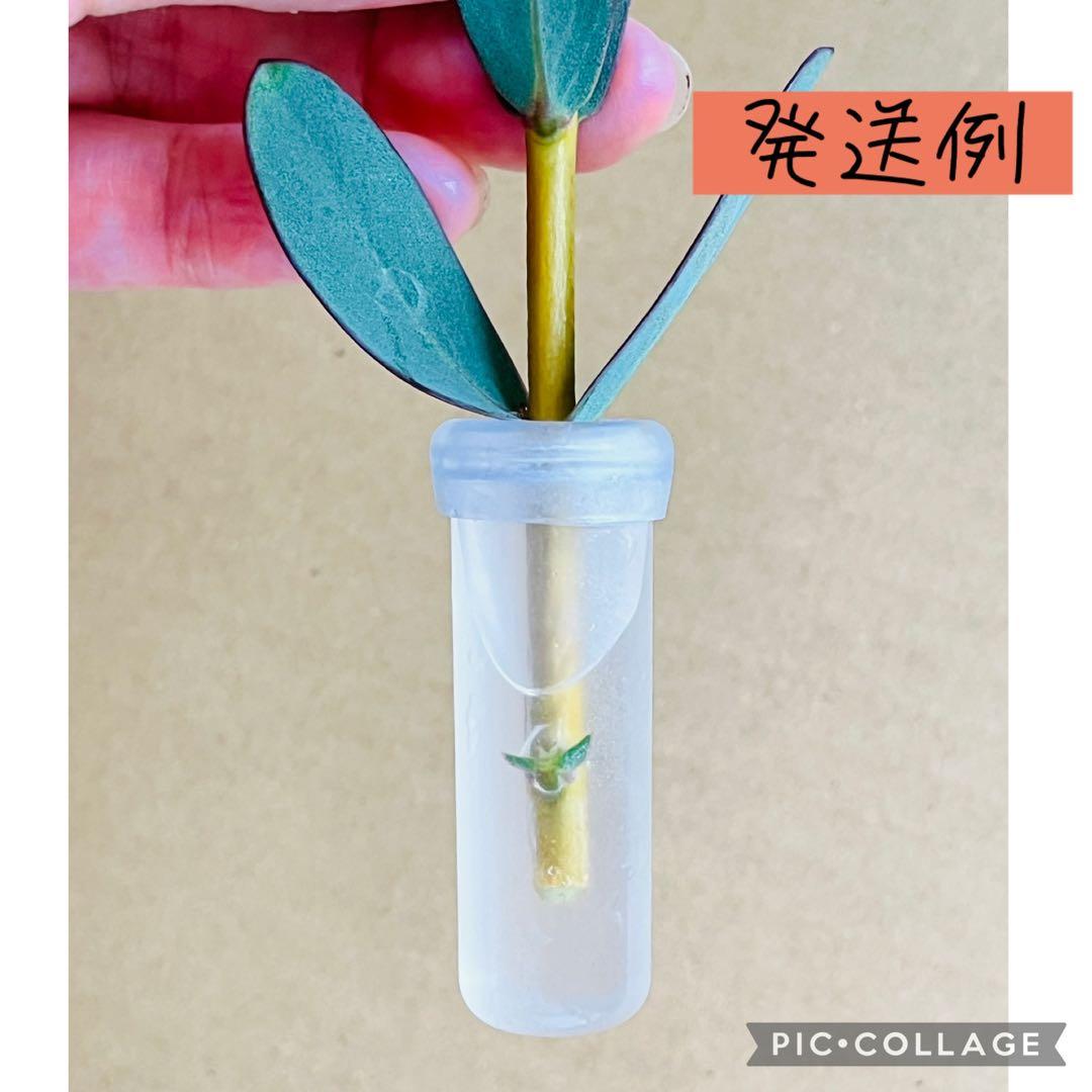 【メルカリ便　1カット】ピメレア　フィソディス「ウエディングベル①さし穂　希少