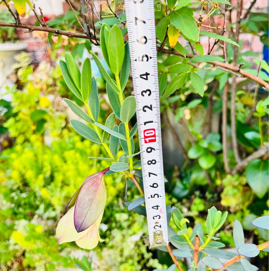 【メルカリ便　1カット】ピメレア　フィソディス「ウエディングベル①さし穂　希少