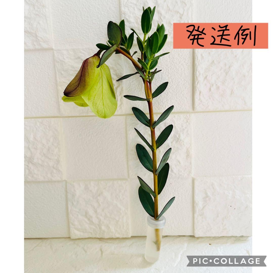 【メルカリ便　1カット】ピメレア　フィソディス「ウエディングベル①さし穂　希少