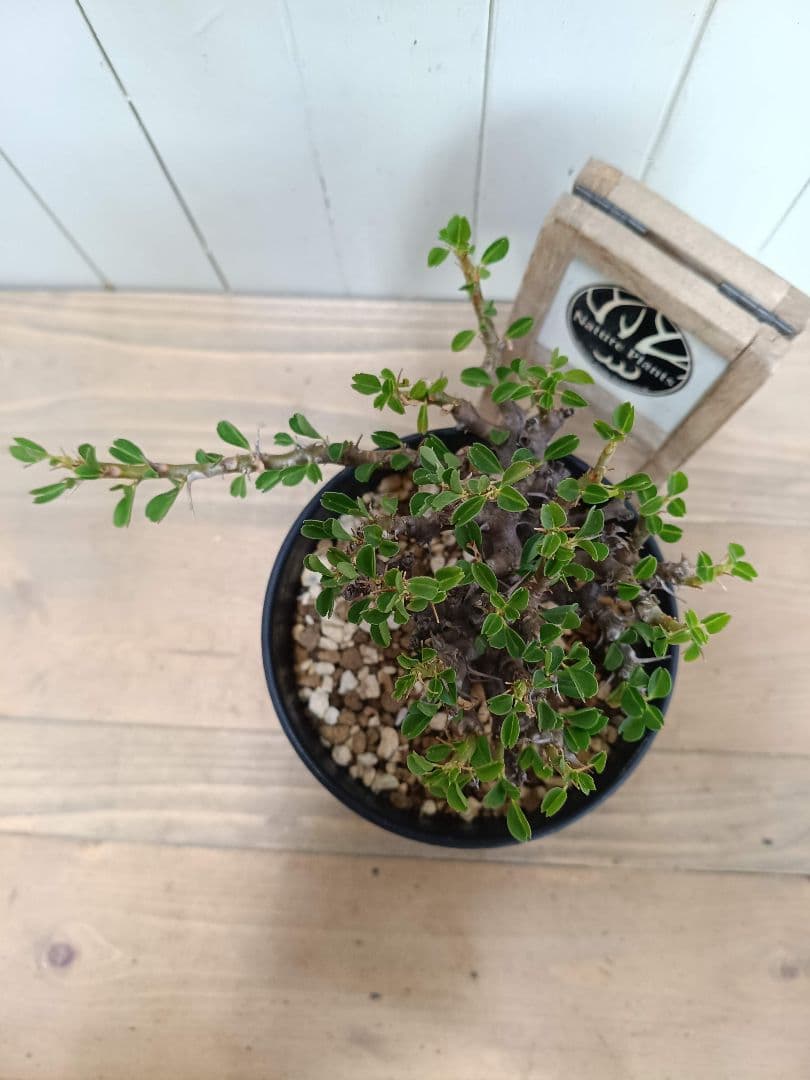 U031 厳選超美形展開株！サルコカウロン バンデリエティアエ現地球