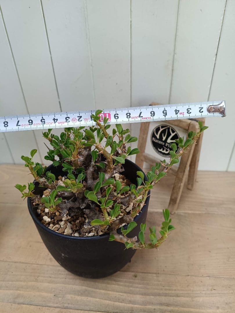 U031 厳選超美形展開株！サルコカウロン バンデリエティアエ現地球