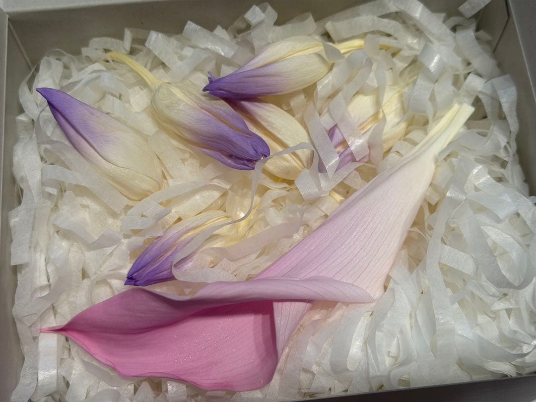 花材 プリザーブドフラワー 28輪 デンファレ カラーリリー