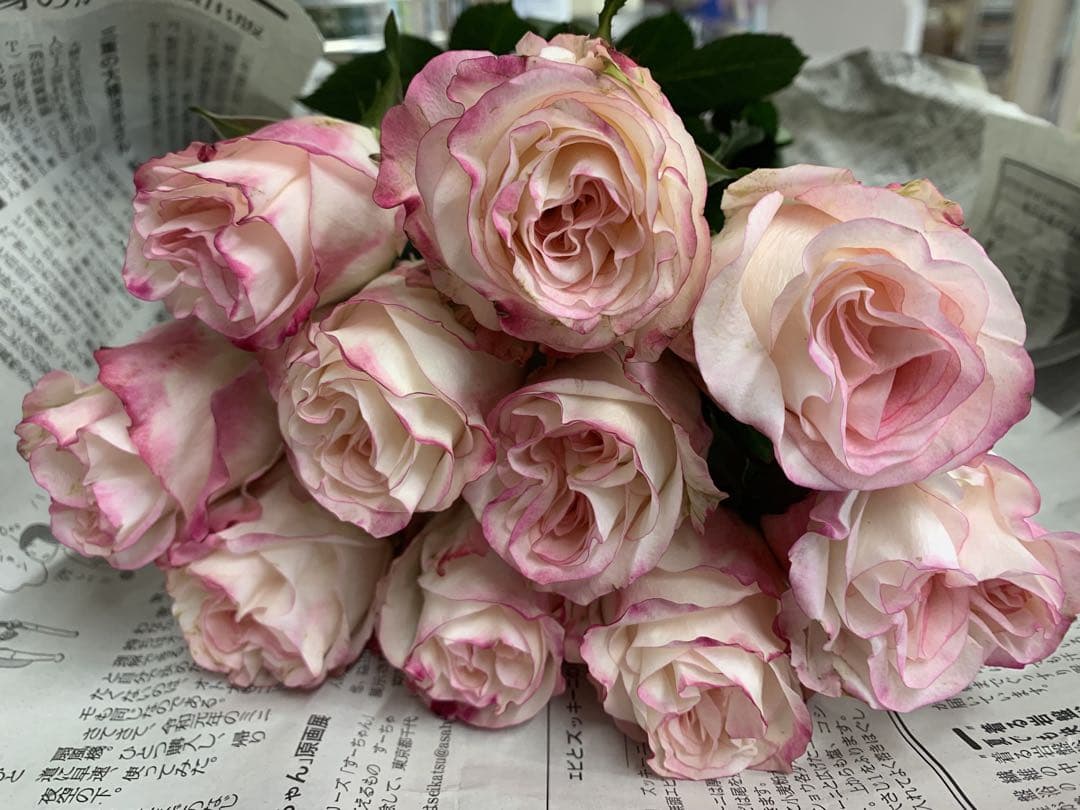 切り花品種バラ苗 レアバラ Very Cut♡ Rose - メルカリ