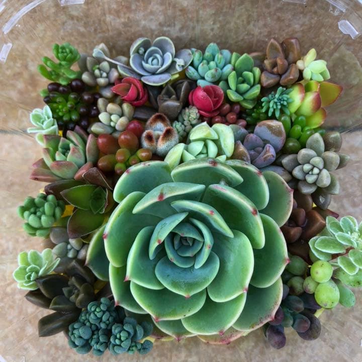 多肉植物⸜❤︎⸝‍七福神の寄せ植えセット - メルカリ