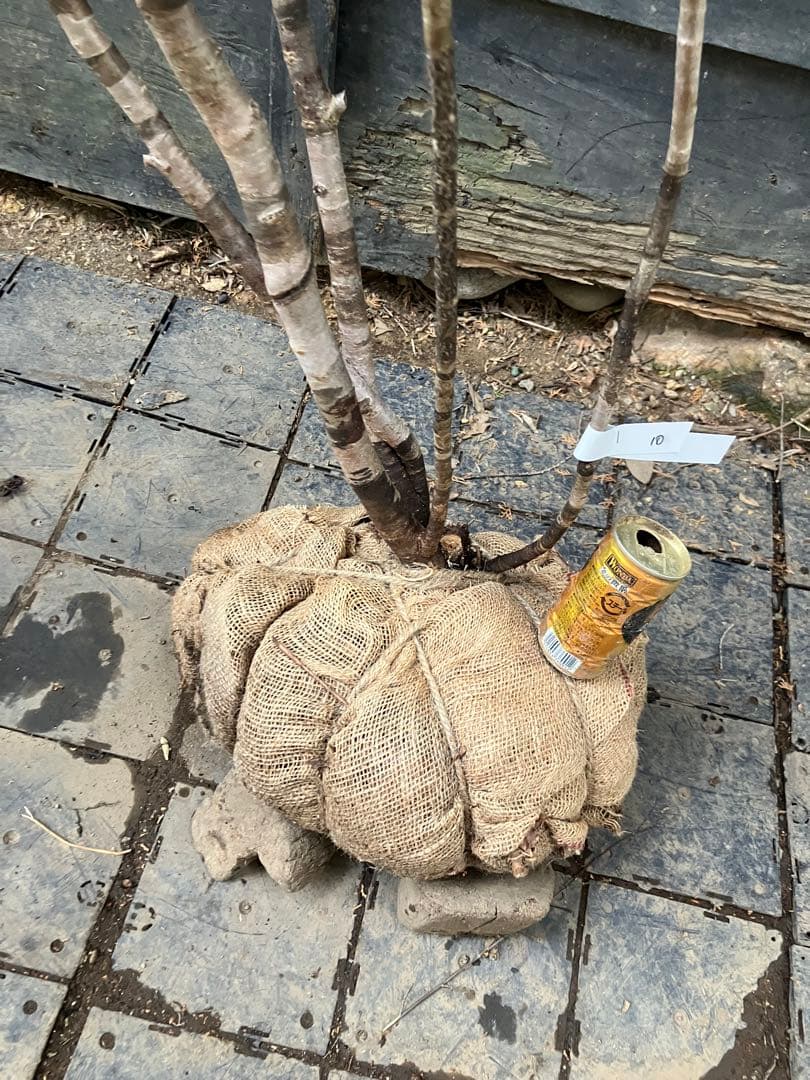 10 山採り　ヤマザクラ