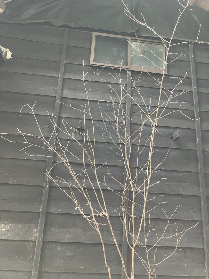 10 山採り　ヤマザクラ