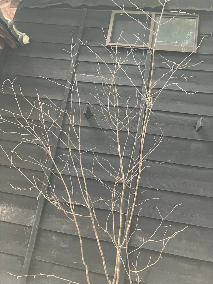 10 山採り　ヤマザクラ