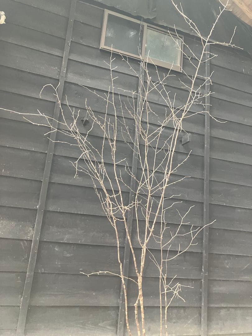 10 山採り　ヤマザクラ