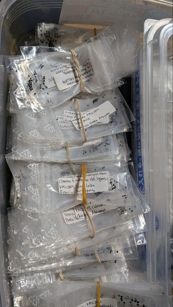 コピアポア 発芽未確認 KPCLナンバー種子 10種10粒ずつセット