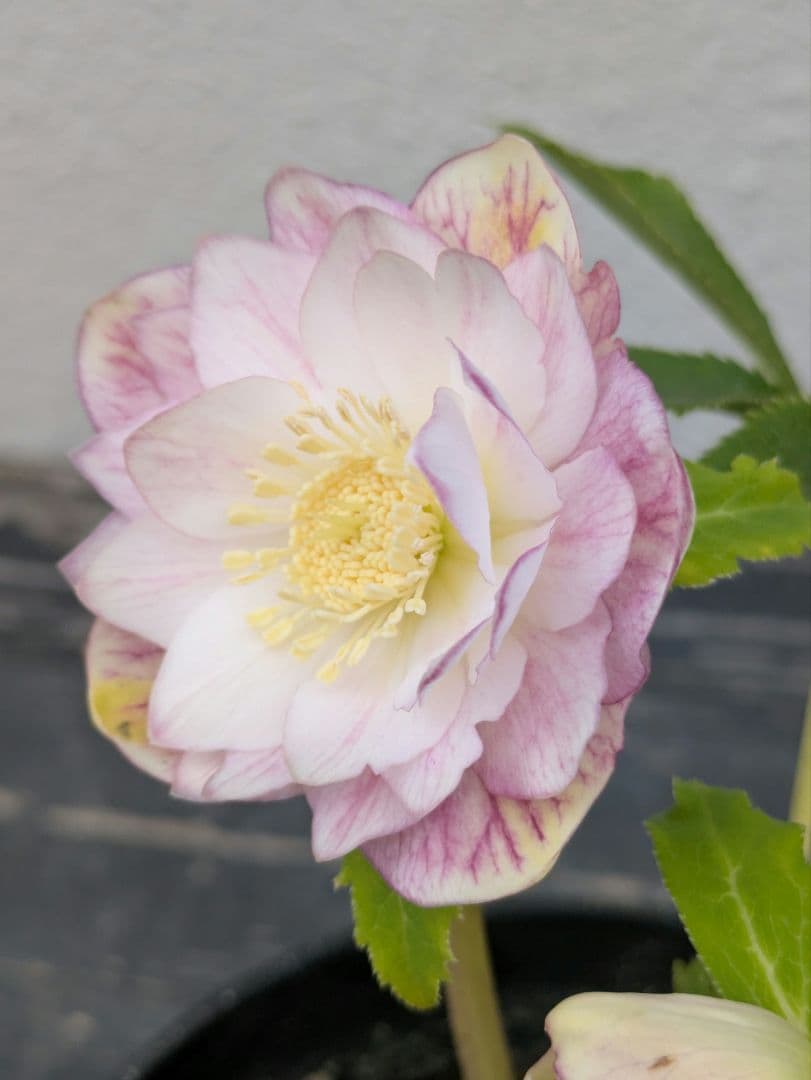 広瀬園芸 クリスマスローズ 【オーレア系ピンクベインdd】