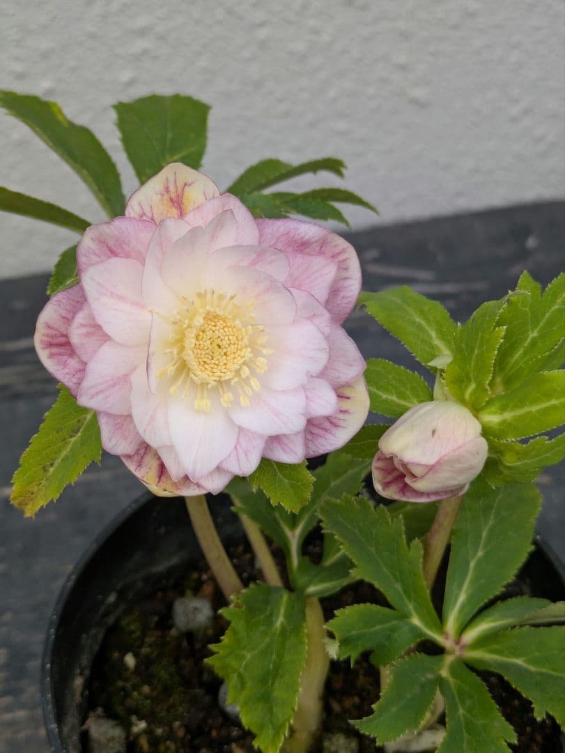 広瀬園芸 クリスマスローズ 【オーレア系ピンクベインdd】