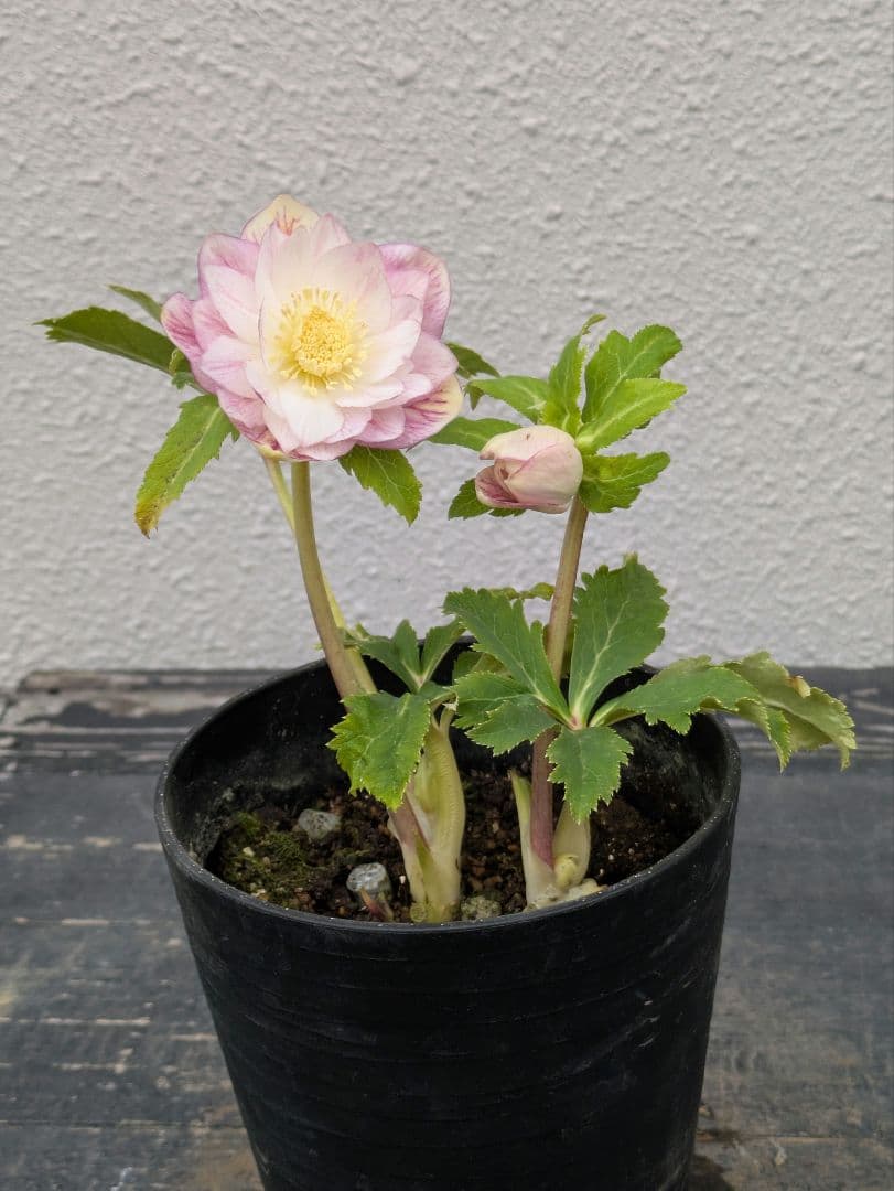 広瀬園芸 クリスマスローズ 【オーレア系ピンクベインdd】