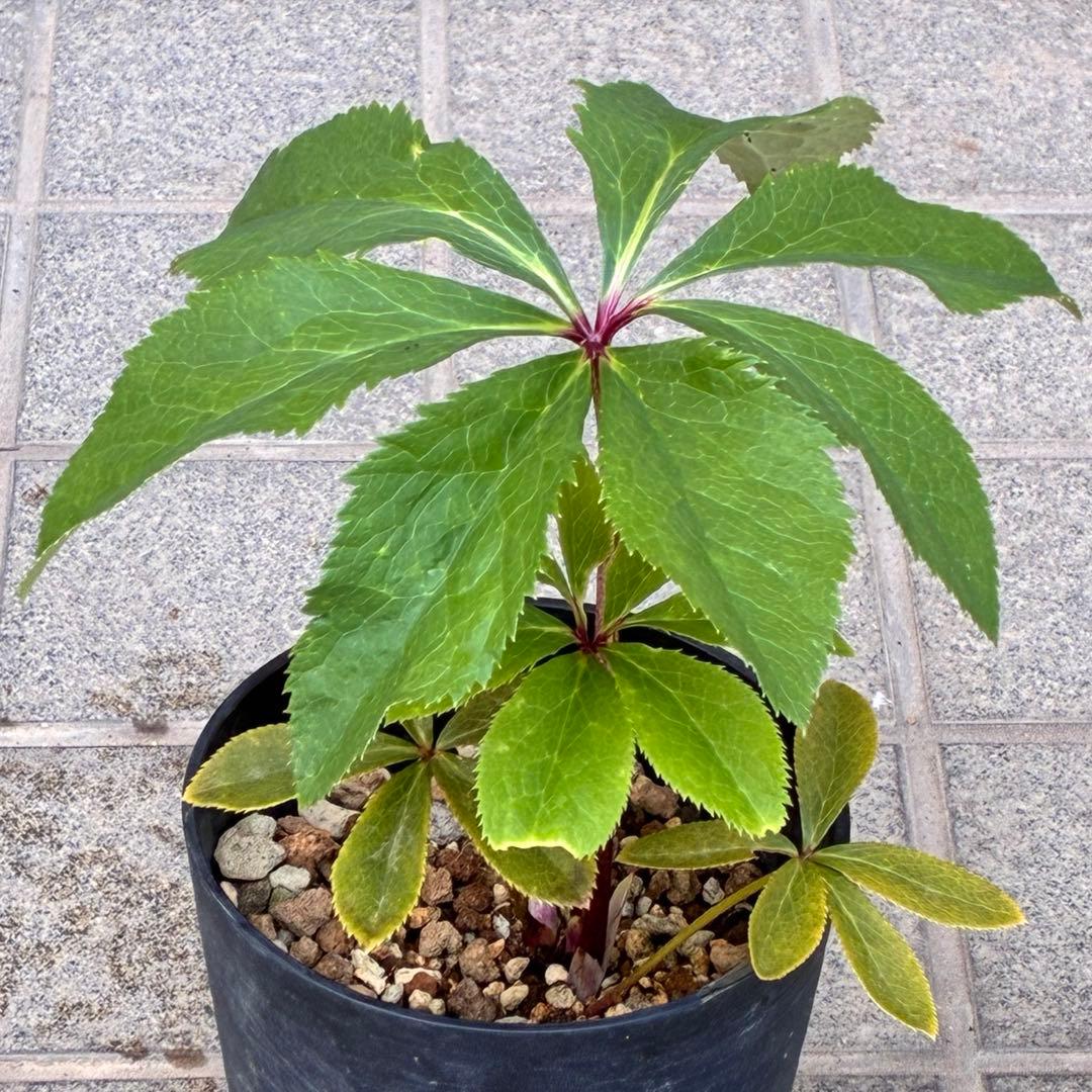 の*ん様 ❤️根充実❤️沢山新芽元気株❤️590 ⭐️ハートSD⭐️小輪⭐️【ソ