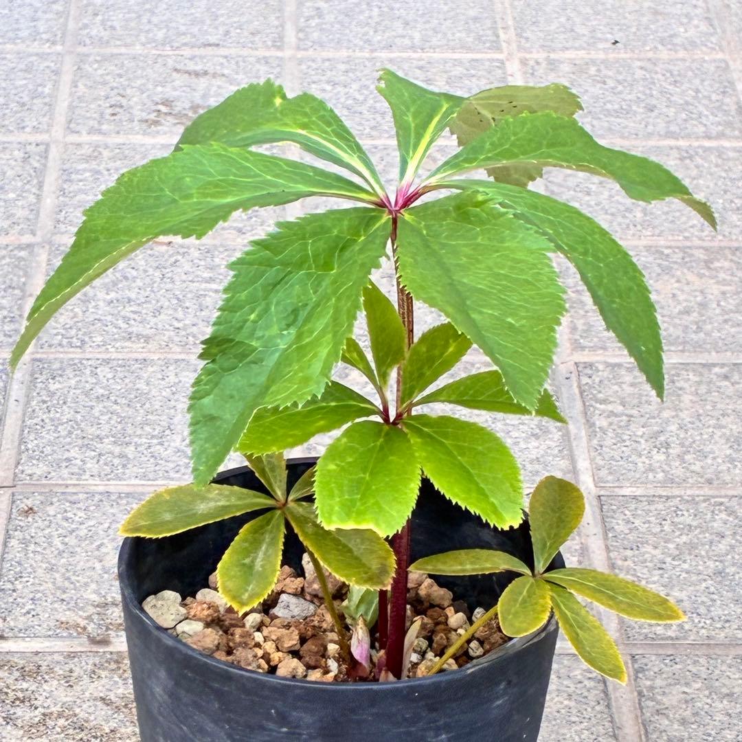 の*ん様 ❤️根充実❤️沢山新芽元気株❤️590 ⭐️ハートSD⭐️小輪⭐️【ソ