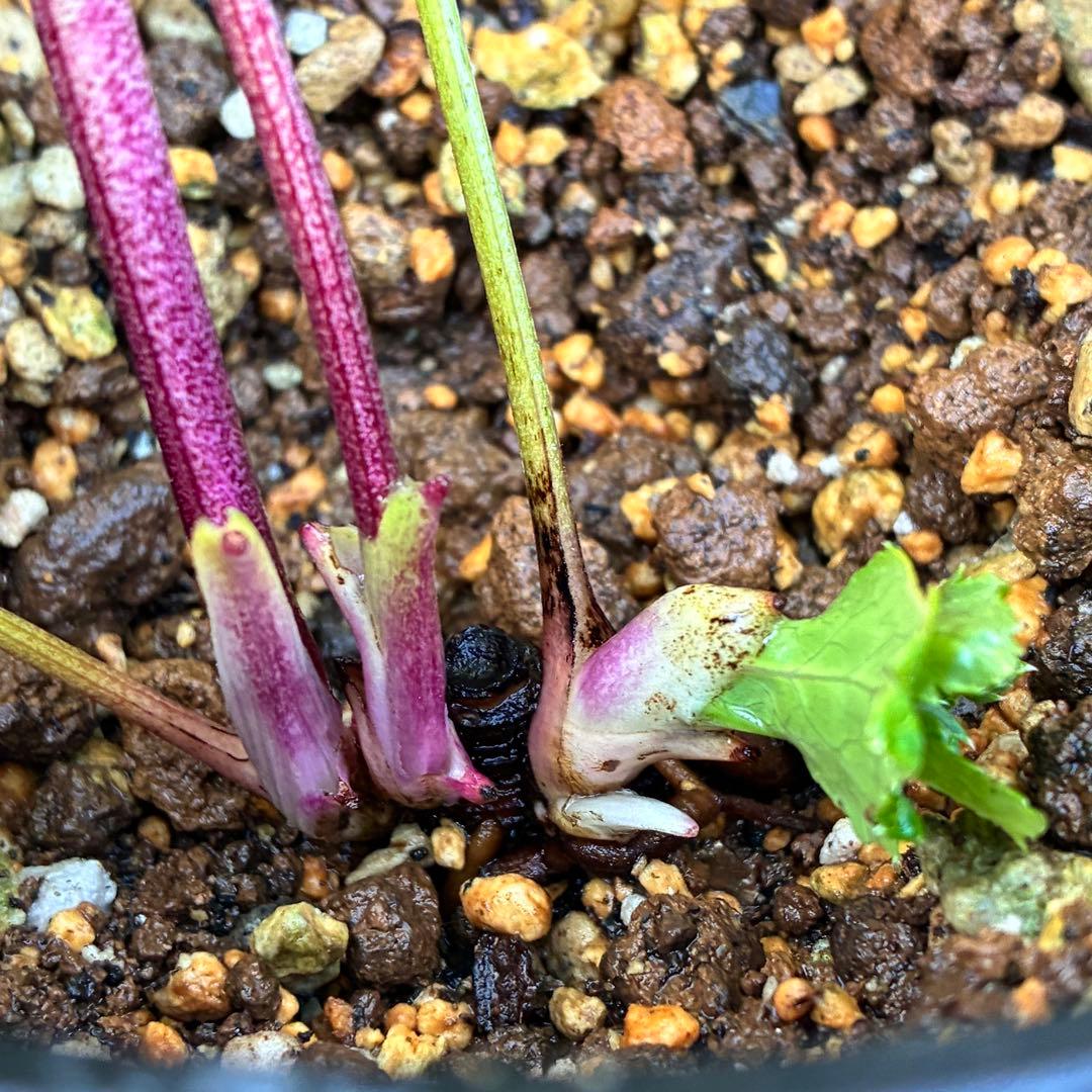 の*ん様 ❤️根充実❤️沢山新芽元気株❤️590 ⭐️ハートSD⭐️小輪⭐️【ソ