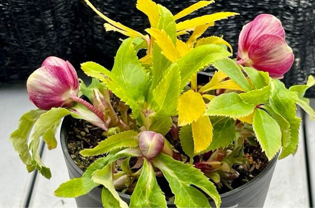 の*ん様 ❤️根充実❤️沢山新芽元気株❤️590 ⭐️ハートSD⭐️小輪⭐️【ソ