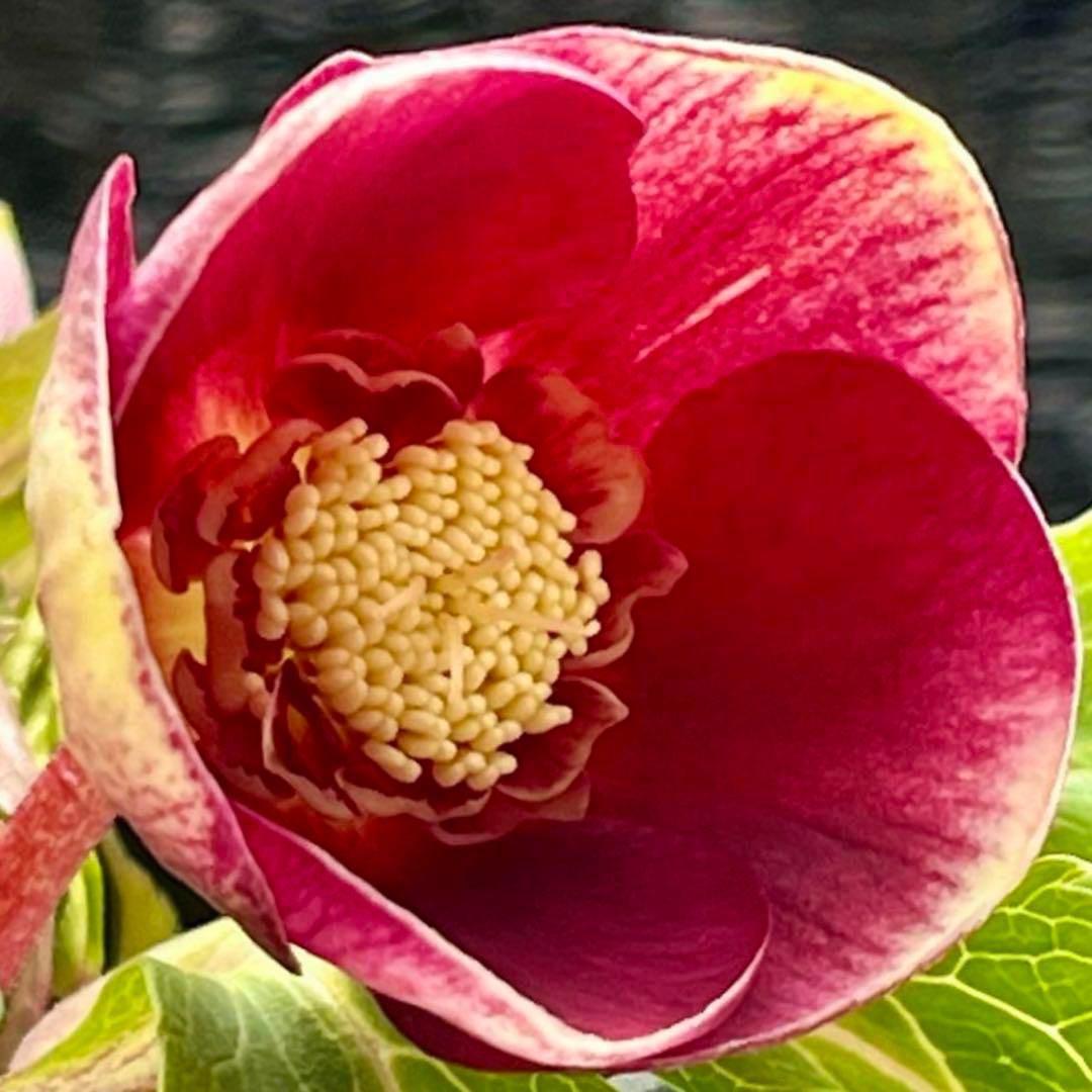 の*ん様 ❤️根充実❤️沢山新芽元気株❤️590 ⭐️ハートSD⭐️小輪⭐️【ソ