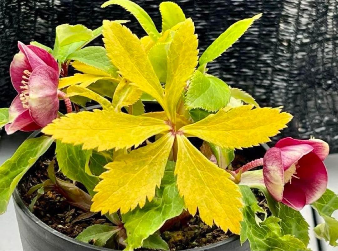 の*ん様 ❤️根充実❤️沢山新芽元気株❤️590 ⭐️ハートSD⭐️小輪⭐️【ソ