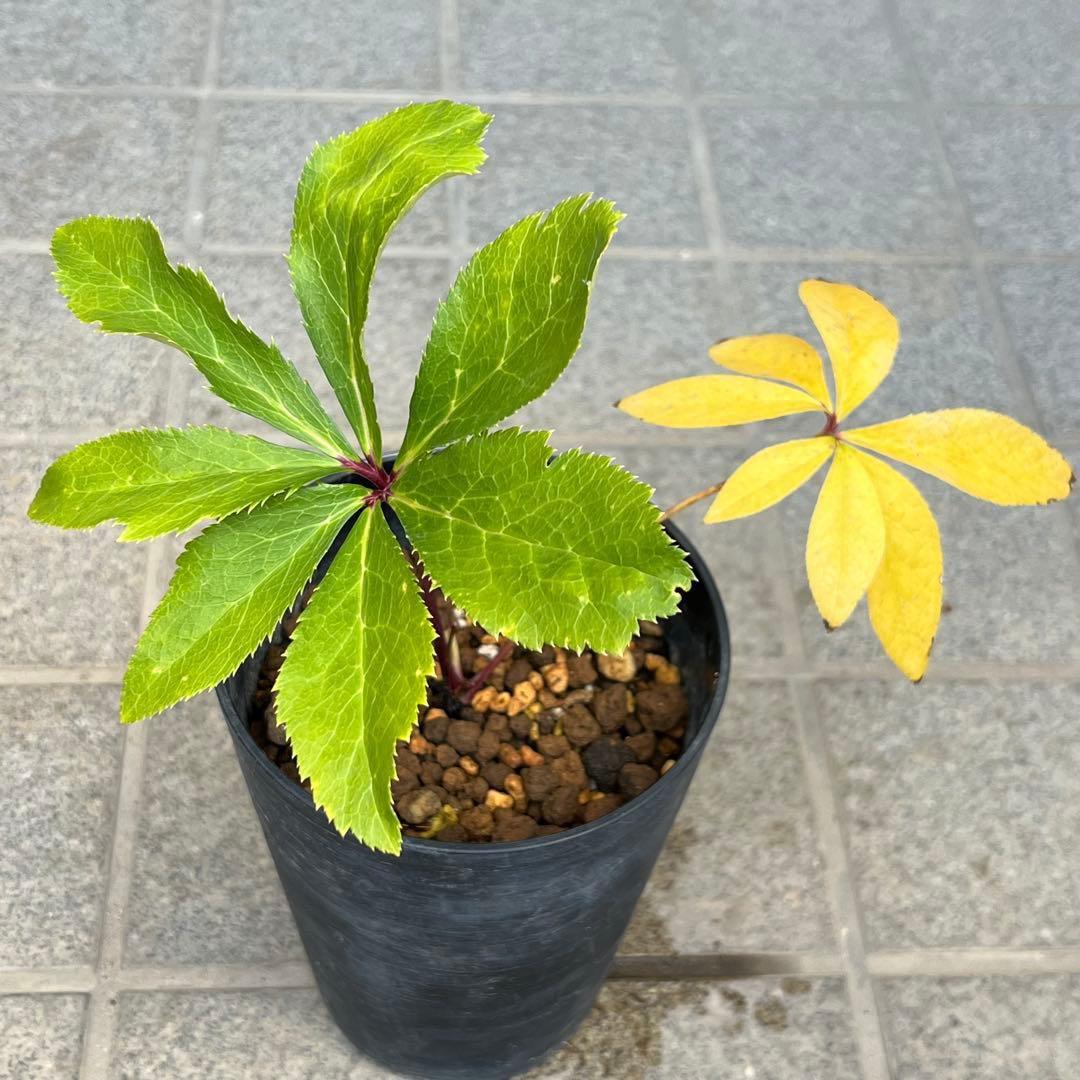 の*ん様 ❤️根充実❤️沢山新芽元気株❤️590 ⭐️ハートSD⭐️小輪⭐️【ソ