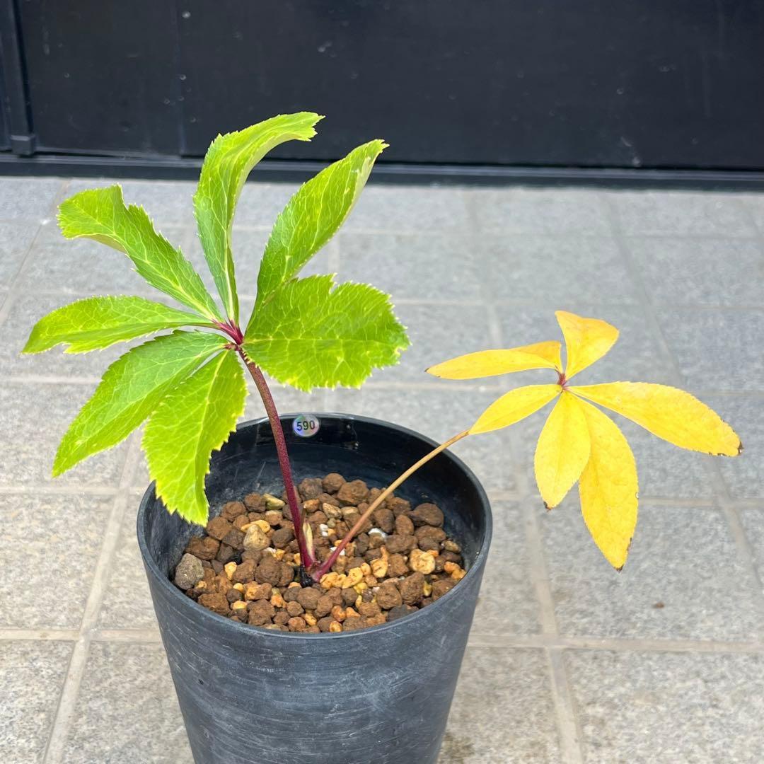 の*ん様 ❤️根充実❤️沢山新芽元気株❤️590 ⭐️ハートSD⭐️小輪⭐️【ソ