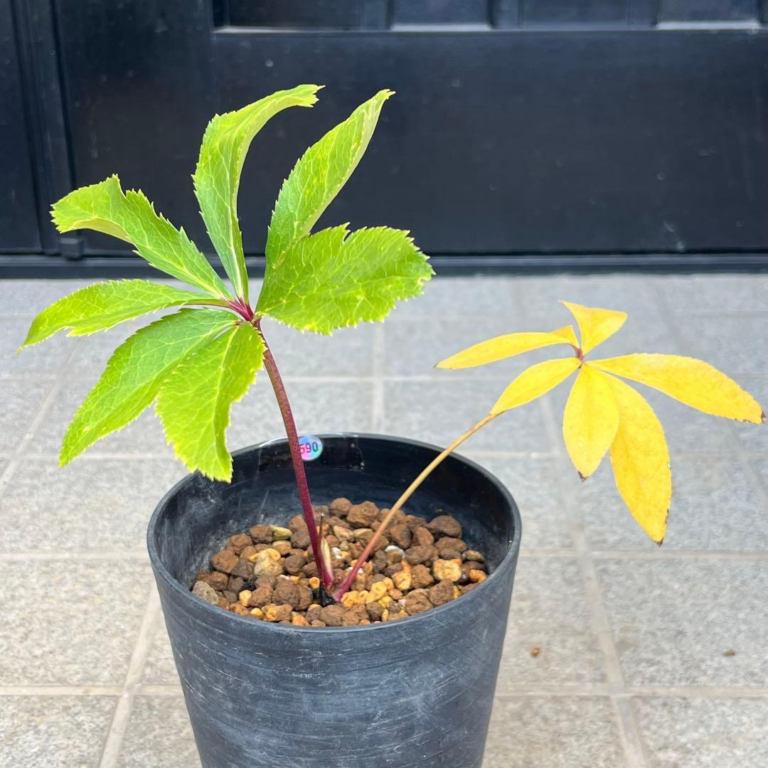 の*ん様 ❤️根充実❤️沢山新芽元気株❤️590 ⭐️ハートSD⭐️小輪⭐️【ソ