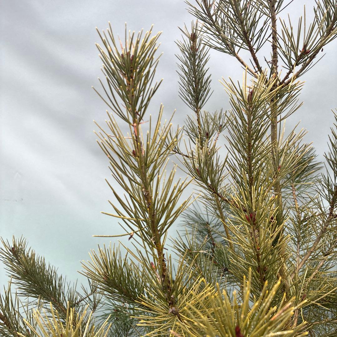 白松　特大サイズ