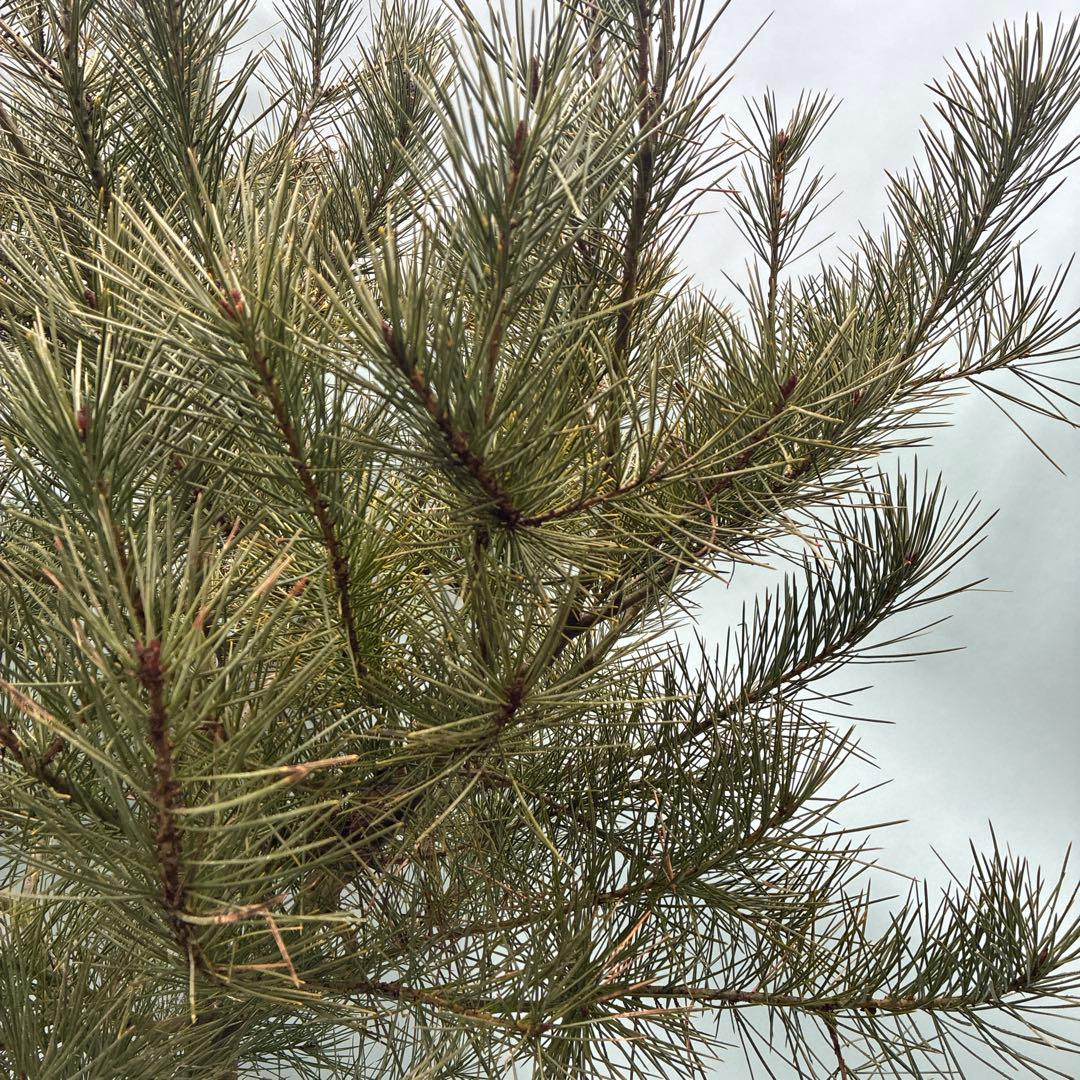 白松　特大サイズ