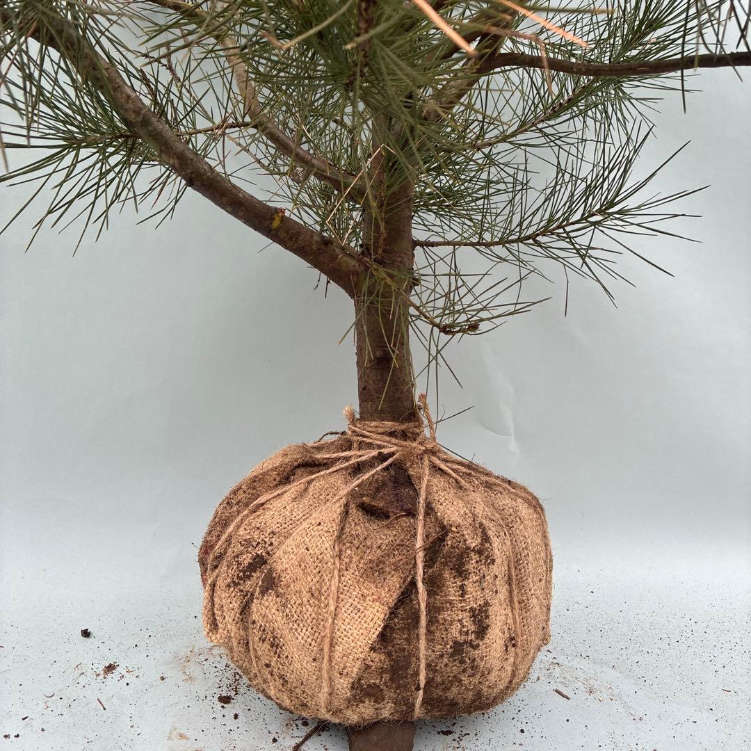 白松　特大サイズ