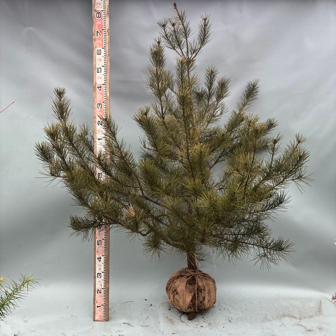 白松　特大サイズ