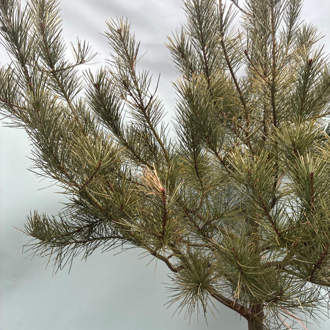 白松　特大サイズ