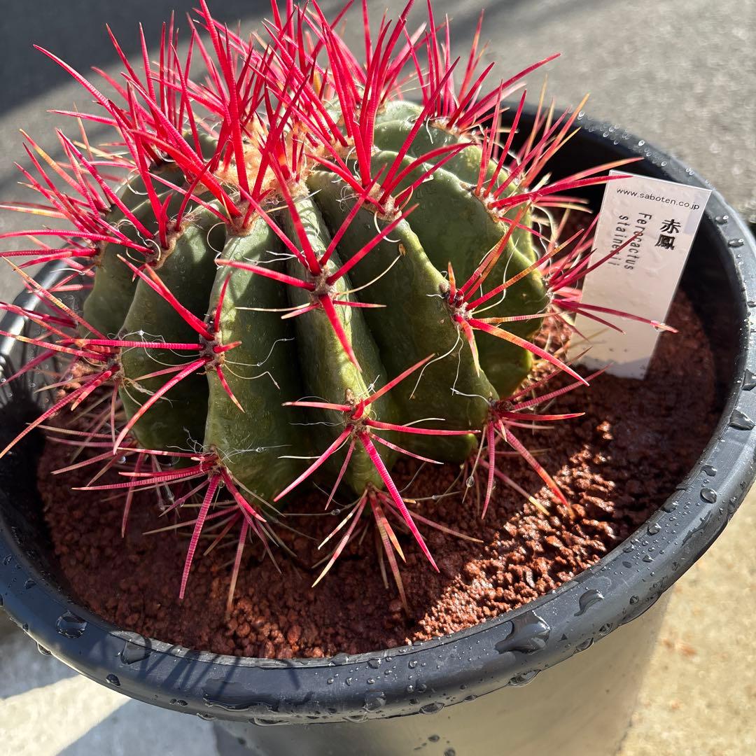 厳選株　フェロカクタス　赤鳳　8号　本物　ロックガーデン