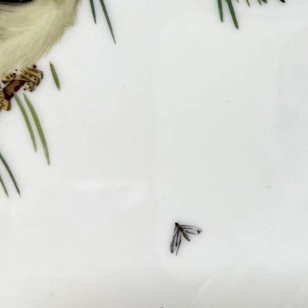 ＊写実画・松に止まる雀＊２５cm・金縁・Meissen・