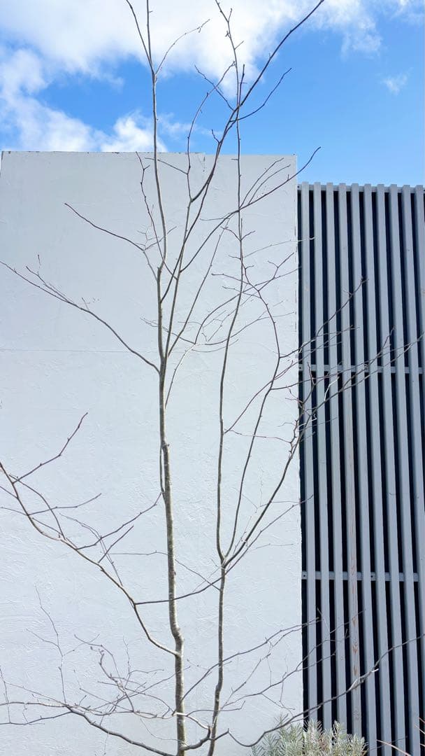 逸品。山採りアオハダ3.2M(鉢底から)