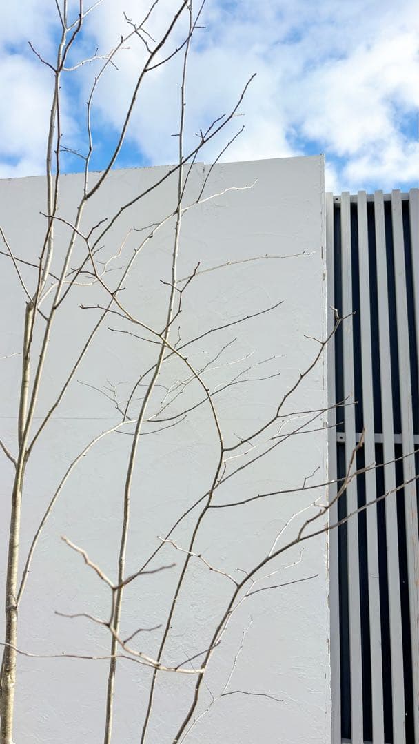 逸品。山採りアオハダ3.2M(鉢底から)