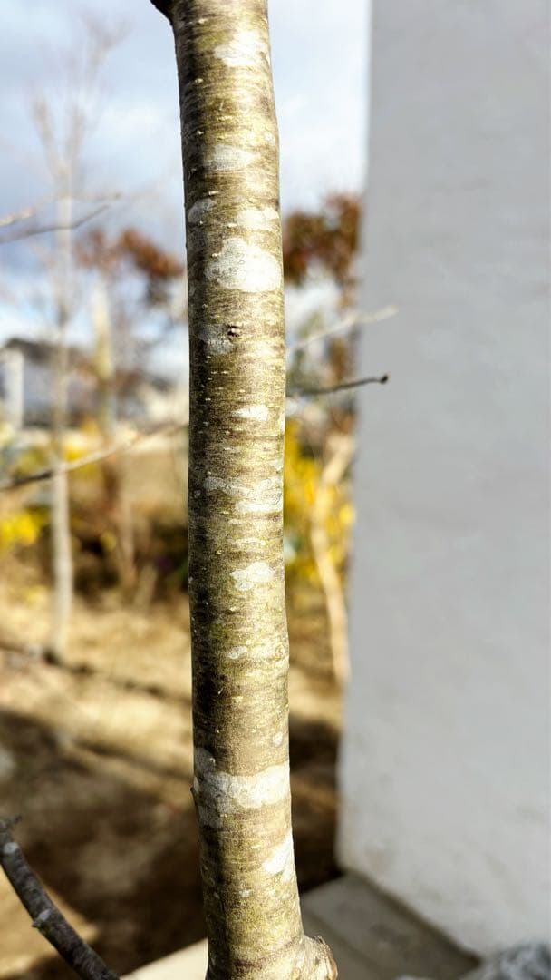 逸品。山採りアオハダ3.2M(鉢底から)