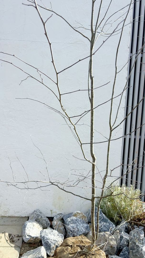 逸品。山採りアオハダ3.2M(鉢底から)