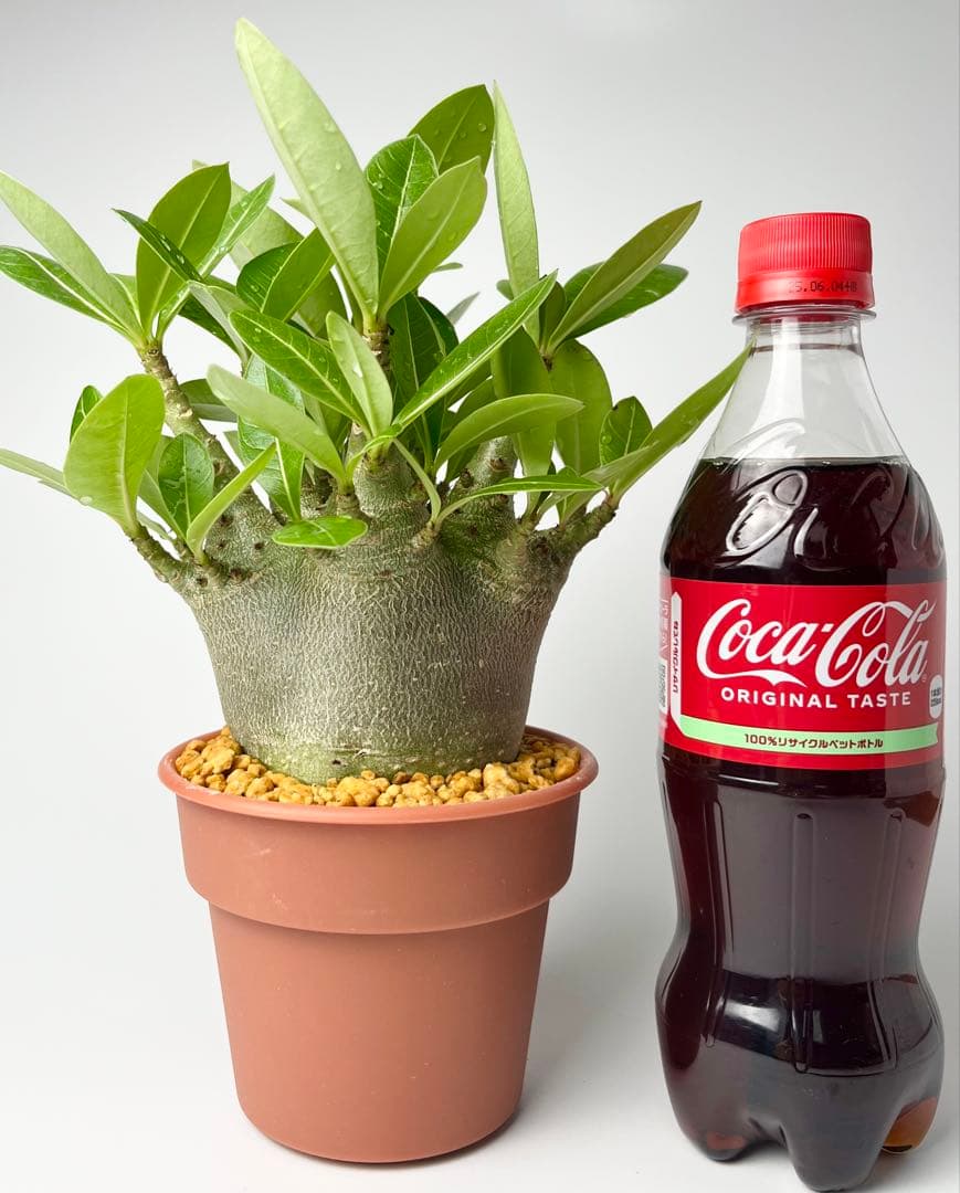 激レア/ドワーフ/極太/塊根】アデニウム アラビカムV2ハック鉢植え B-5