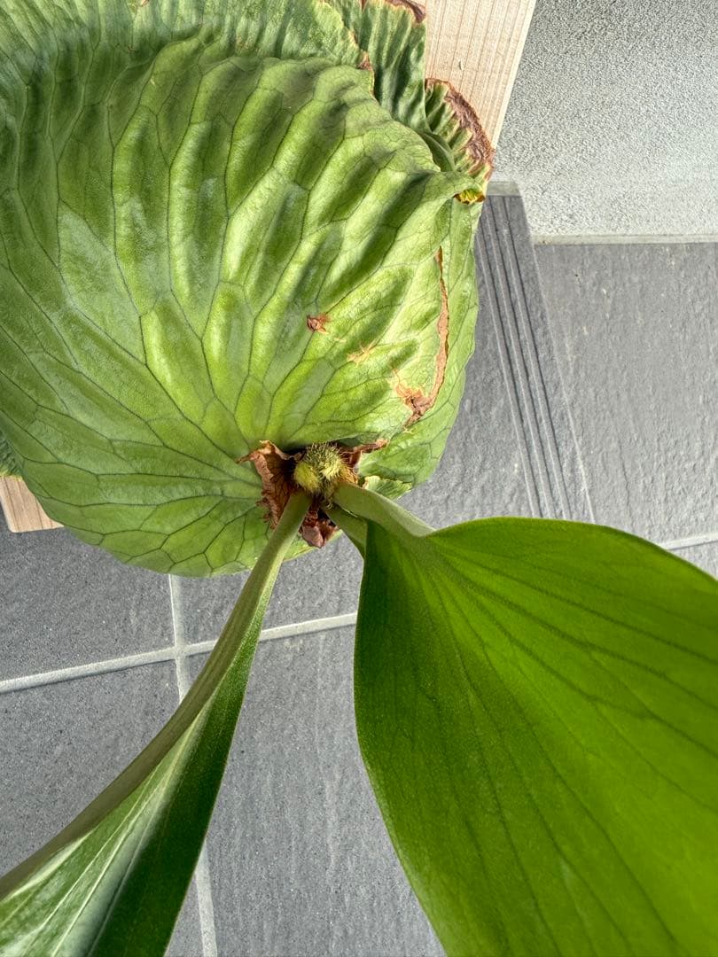 P. Horne's Surprise 超大株 成熟株