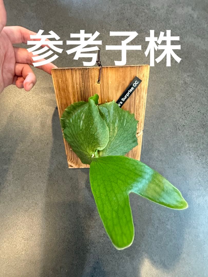 P. Horne's Surprise 超大株 成熟株